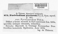 Fusicladium pyrinum image
